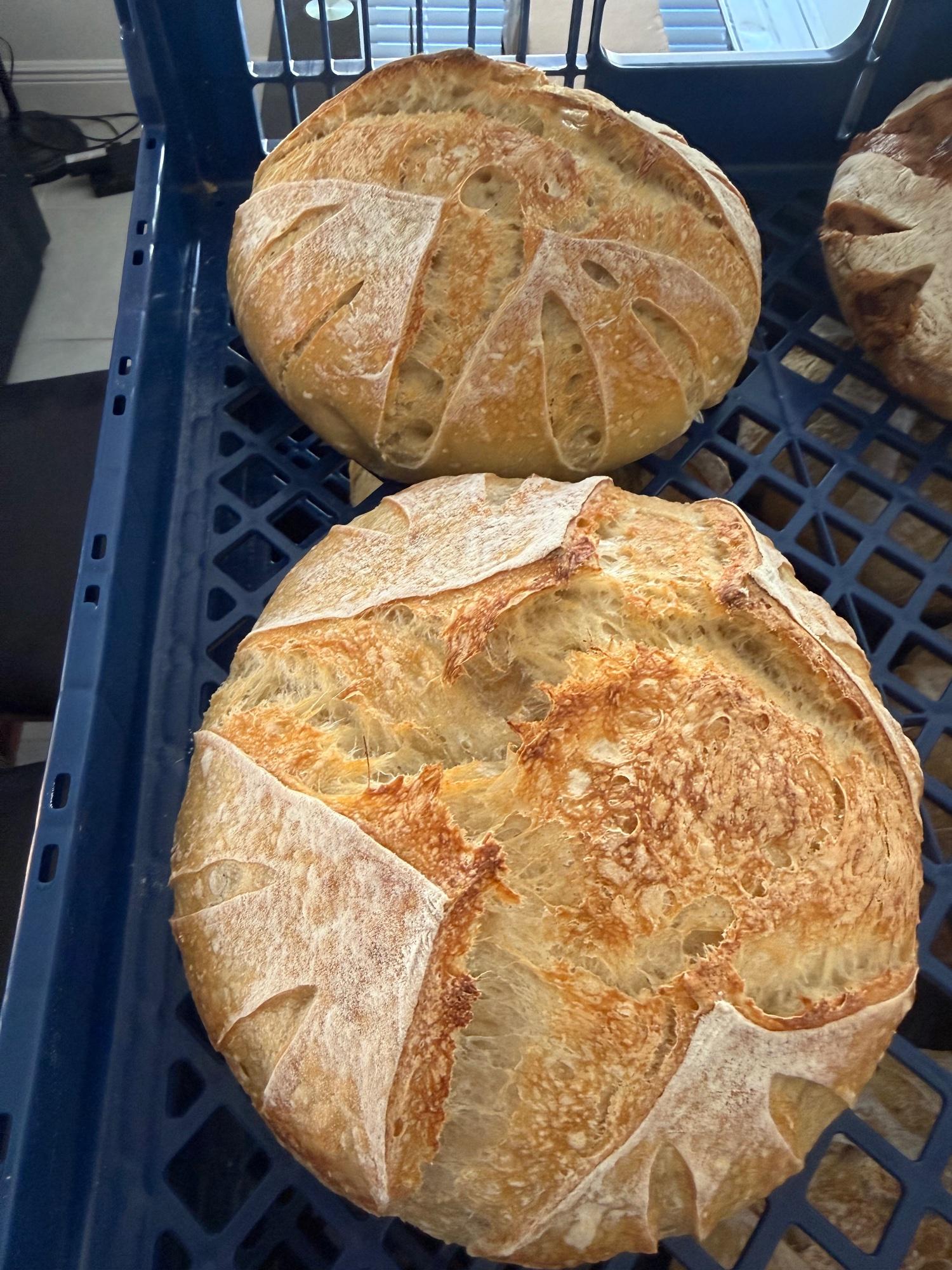 Plain Sourdough Loaf
