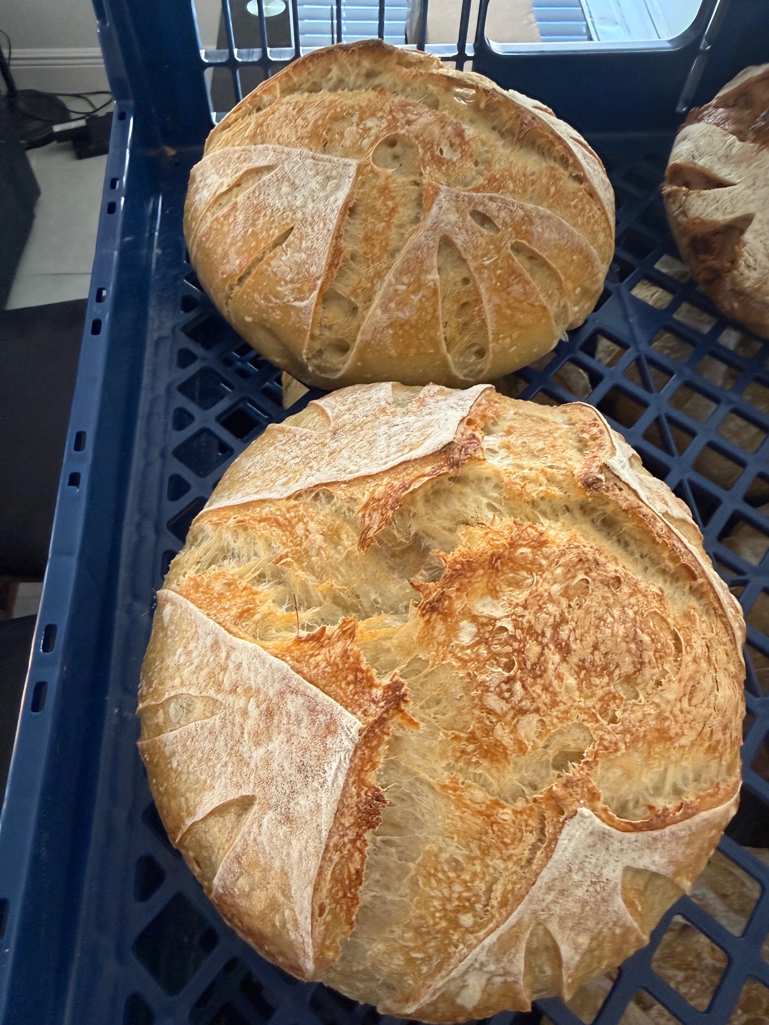Plain Sourdough Loaf